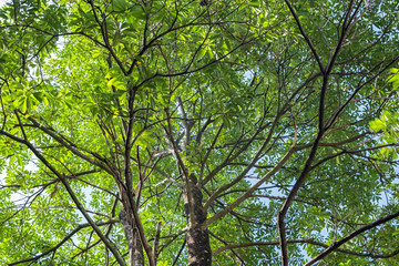 Fototapeta premium Trees low angle view