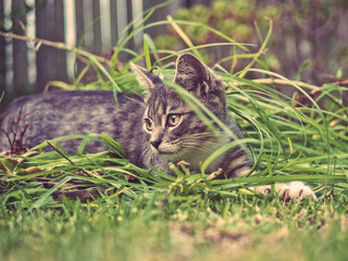 Kitten playing in grass
