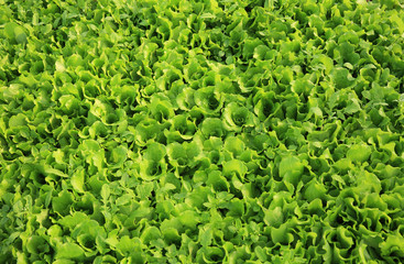  green lettuce crops in growth at vegetable garden.