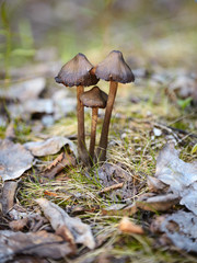 Mycena mushrooms