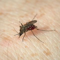 Mosquito has bitten and sucks blood