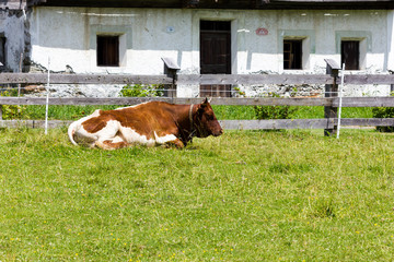Cows grazing