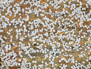 Sea animals on a rock surface