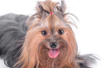 Dog yorkshire terrier isolated on white