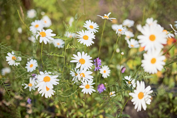 Fototapeta premium Flowers - chamomiles growing on a bed
