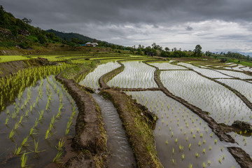 Ban Pa Pong Piang rice terraces field in Chiangmai province of Thailand.