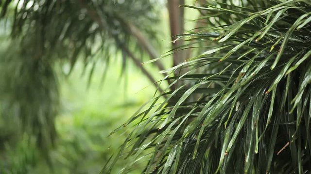 Raining and water drops on Green leaf Palm in HD, taken on overcast environment can use as romantic scene background