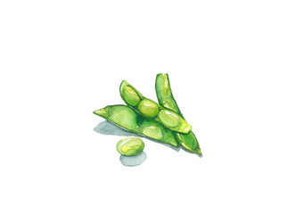 Green Soybean, watercolor painting isolated on white background