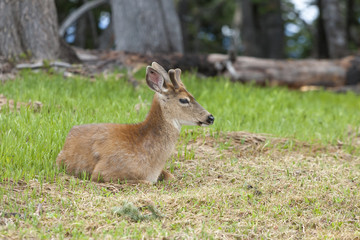 Male deer laying in the grass.