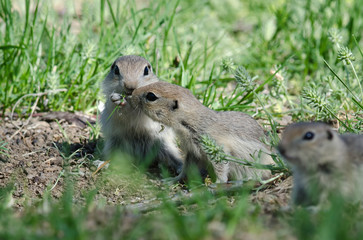 Naklejka na ściany i meble Two Cute Ground Squirrels Sharing a Scrumptious Meal