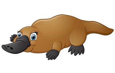 Happy platypus isolated on white background