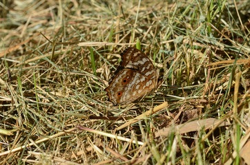 Brown one butterfly mimic brown leaf in thailand