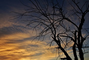 Silhouette of a Creepy Tree Under a Beautiful Arizona Sunset.