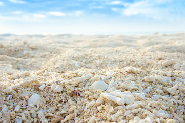 Obraz na płótnie Canvas Coral sand