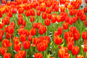 Tulip. Beautiful bouquet of tulips. colorful tulips. tulips in s