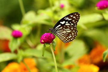 Obraz premium butterfly