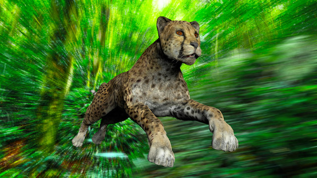 The image of a gepard