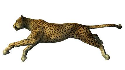 The image of a gepard © Sergey Drozdov