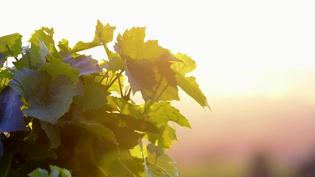 Leaves of vine with morning sunflare 