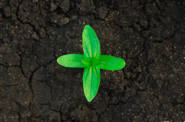 Beautiful little green plant on a black background earth view from above