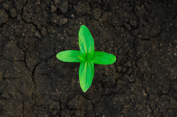 Beautiful little green plant on a black background earth view from above