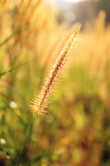 Field Grass with Sunset Light in Summer Time