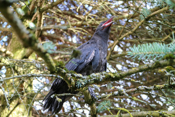Krähe, Rabenkrähe Corvus