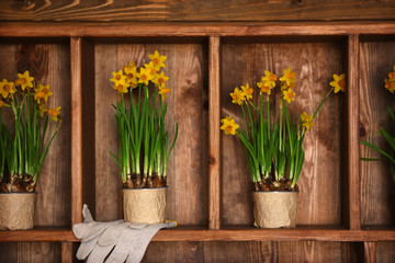 Blooming narcissus flowers on wooden background