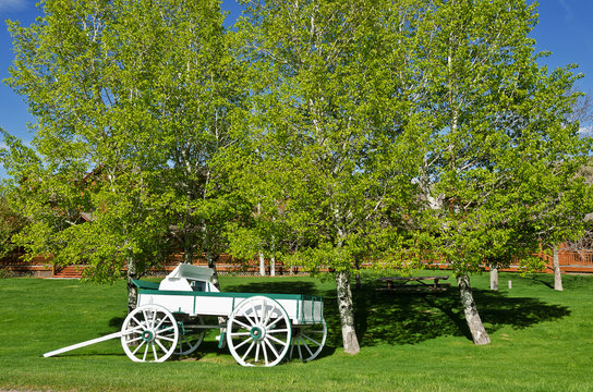White and Green Buckboard