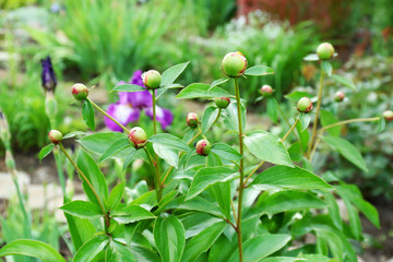 Unopened peony buds on blurred nature background