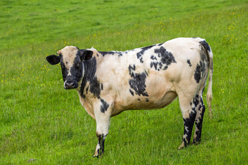 牛さんと私　European cow