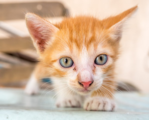 Cute golden brown kitten in backyard