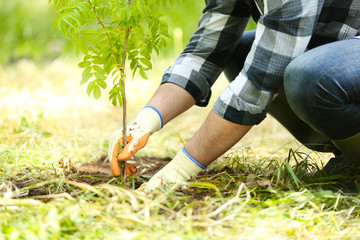 Man planting tree in garden