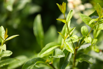 Fresh green bush background