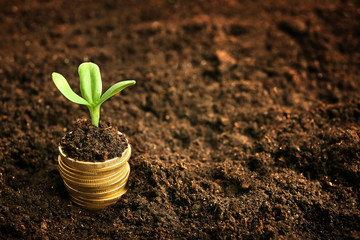 Coins in soil with young plant. Money growth concept.