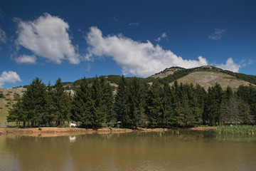 Fototapeta na wymiar Panoramic view of alpine lake with white cow
