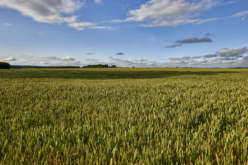 The young shoots of grain on the background of the blue sky, Scotland, Livingstone