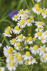 Fototapeta premium flowers in a garden