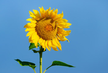 Sunflowers blooming with blue sky.