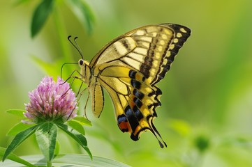 swallowtail butterfly on the flower of the clover　クローバーの花とアゲハチョウ