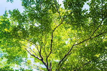 Lines of green trees