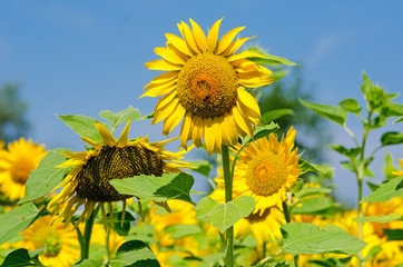 Sunflowers: color of summer :)