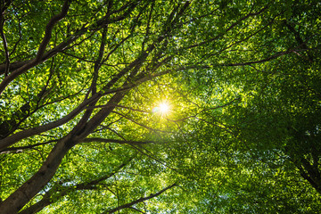 Obraz premium Lines of green trees