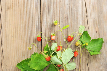 Fototapeta na wymiar wild strawberry with leaves