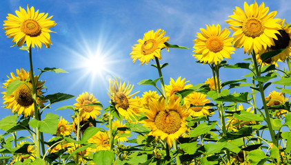 Sunflowers: color of summer :) 