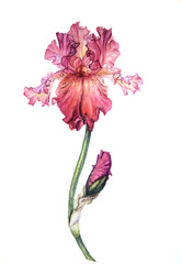pretty watercolor candy pink iris with bud