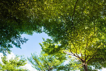 Lines of green trees