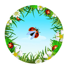 ladybird on sky background