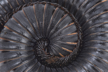 African giant millipede (Mardonius parilis acuticonus)