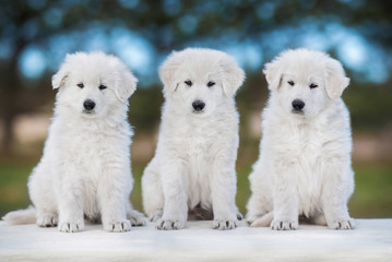 Three white swiss shepherd puppies